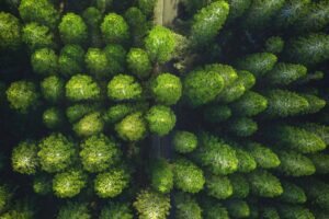 Ashwagandha Erfahrungen und Tipps zur Schlafbeere