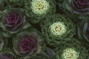 Was bringt der Gartenplaner von OBI online?