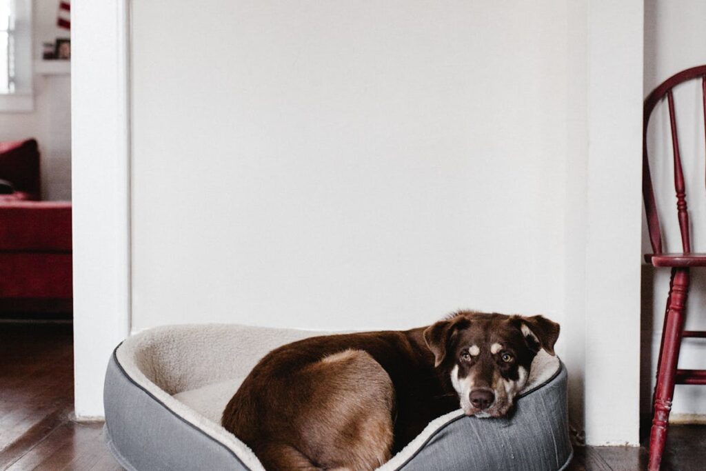 Hundebett von Knuffelwuff – Erfahrungen