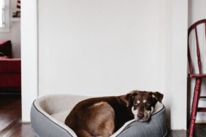 Hundebett von Knuffelwuff – Erfahrungen