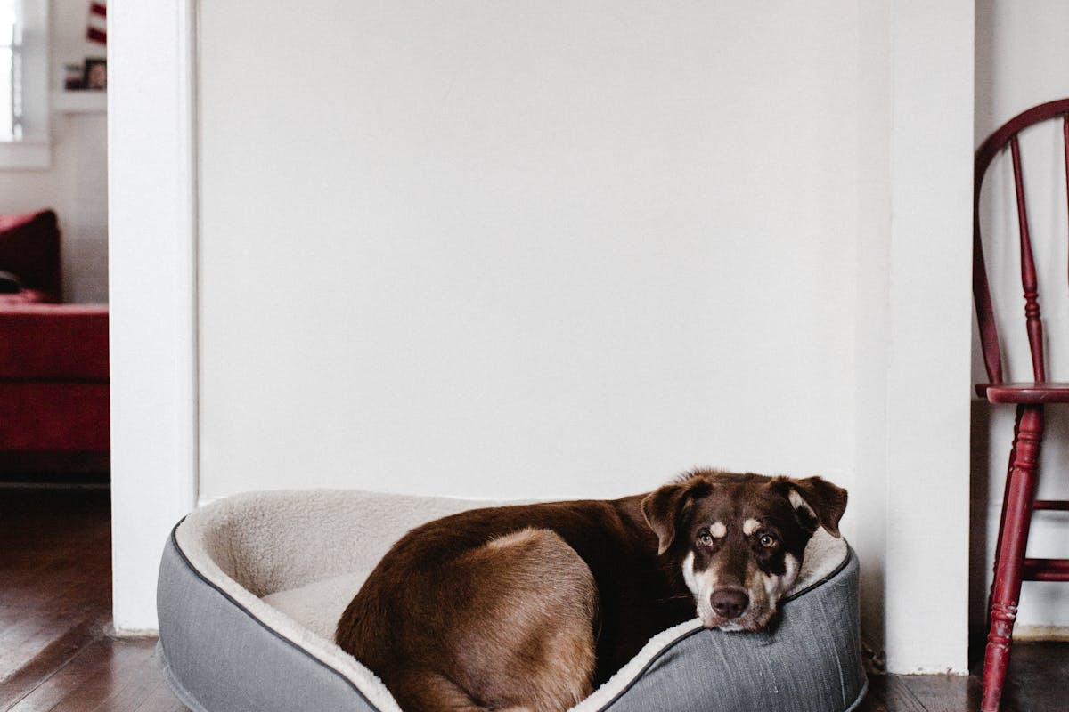 Hundebett von Knuffelwuff – Erfahrungen